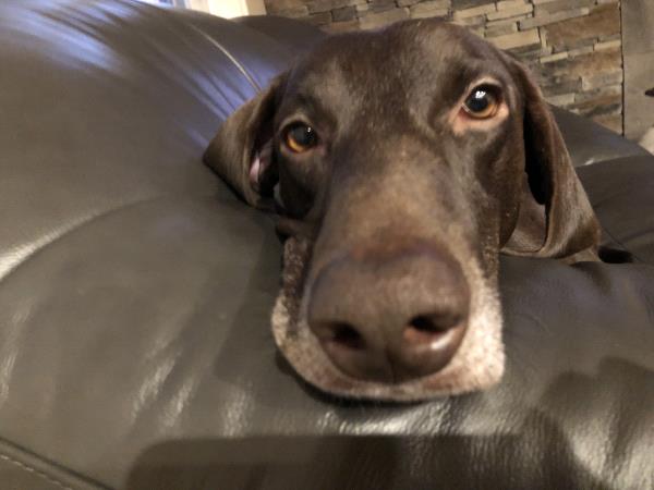 /images/uploads/southeast german shorthaired pointer rescue/segspcalendarcontest2019/entries/11519thumb.jpg
